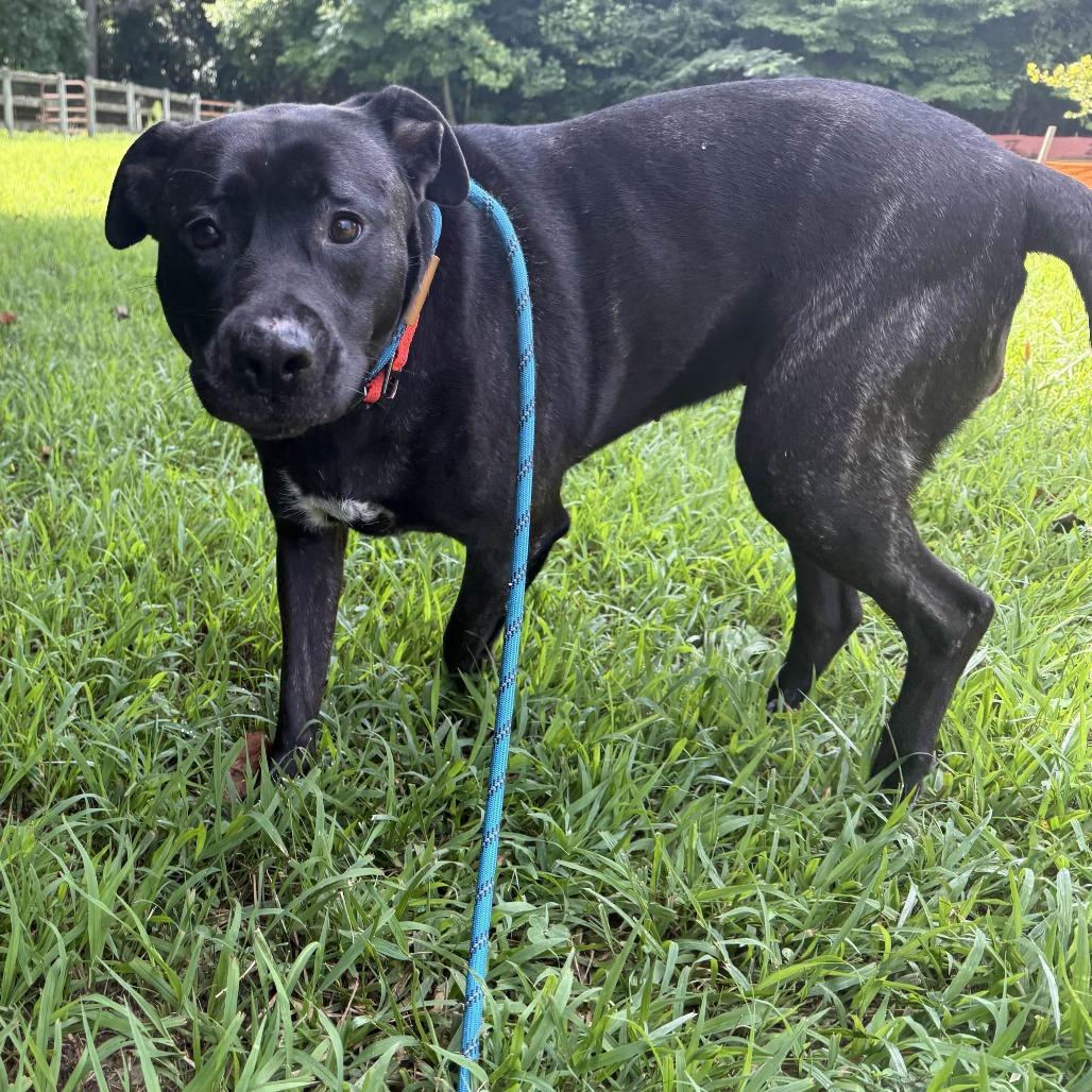 Enlarge Pixie, a Adoptable mixed breed in Gloucester, VA image 6/6
