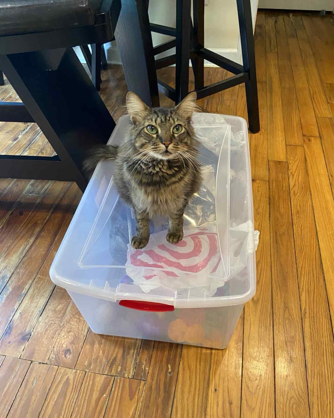 Enlarge Meow Meow FIV+, a Adoptable Domestic Medium Hair in farmington, CT image 1/3