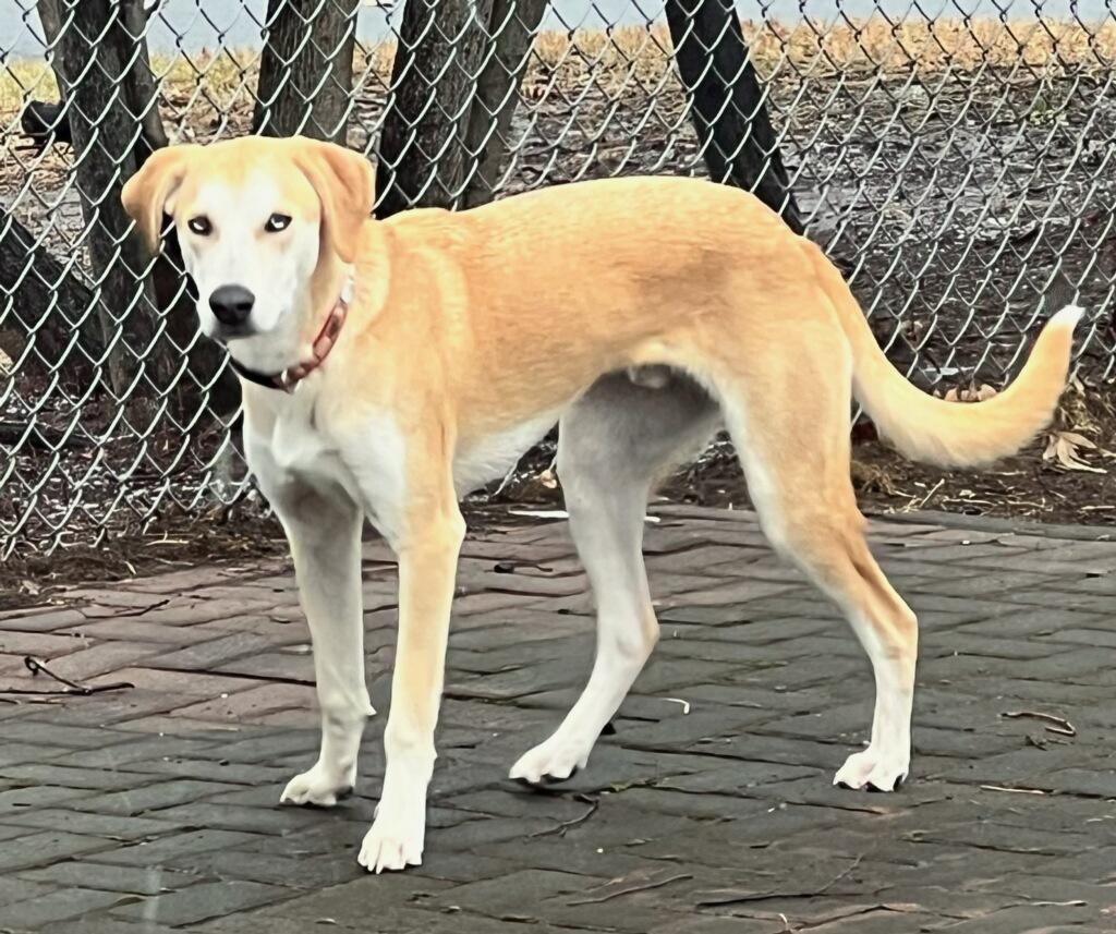 Odie - In CT, Adoptable, Young Male Yellow Labrador Retriever & Labrador Retriever.
