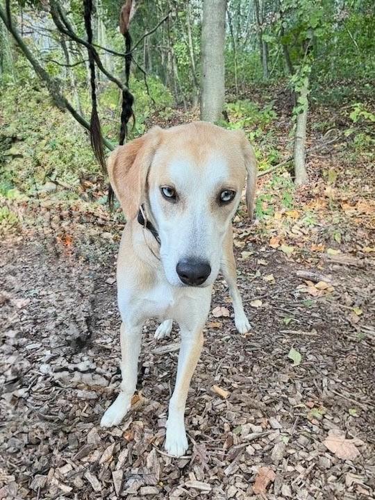 Odie - Fostered in Connecticut