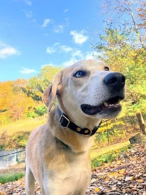 Odie - Fostered in Connecticut