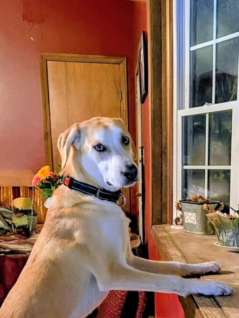 Enlarge Odie - In CT, a Adoptable mixed breed in Willington, CT image 1/6