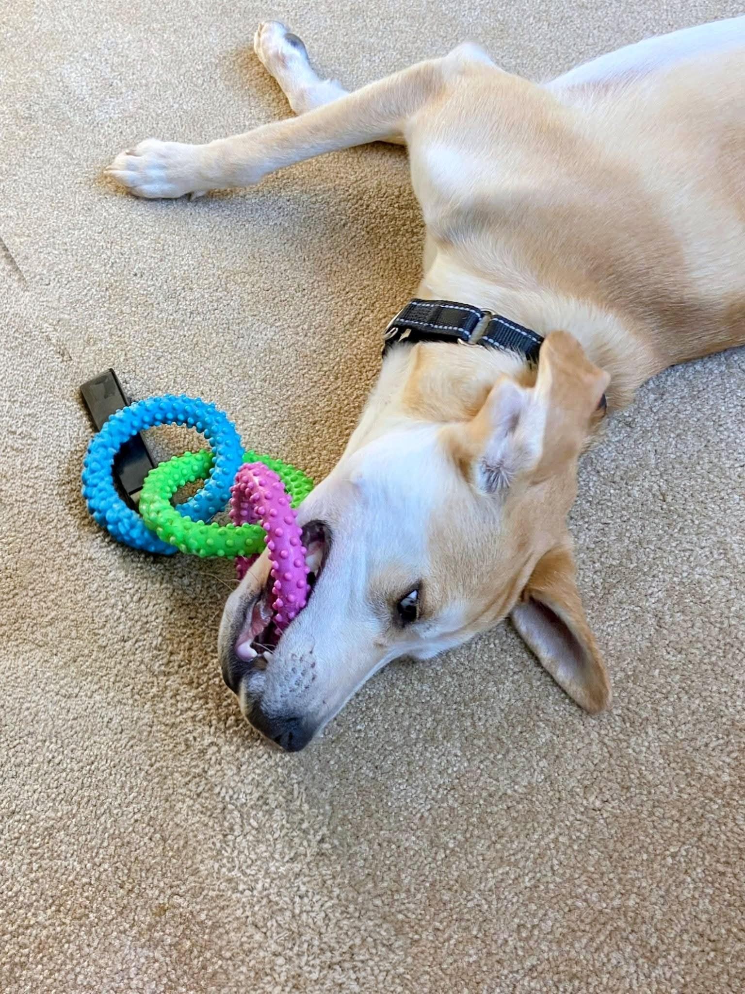 Odie - In CT, a Adoptable mixed breed in Willington, CT image 1/6