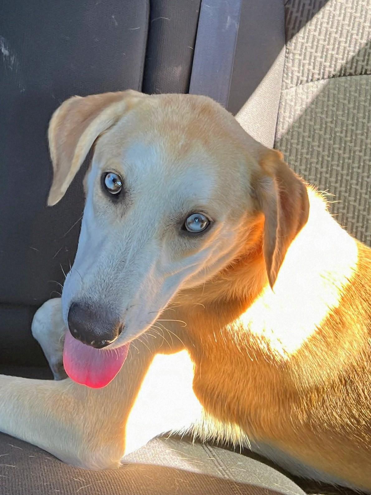 Odie - In CT, a Adoptable mixed breed in Willington, CT image 3/5