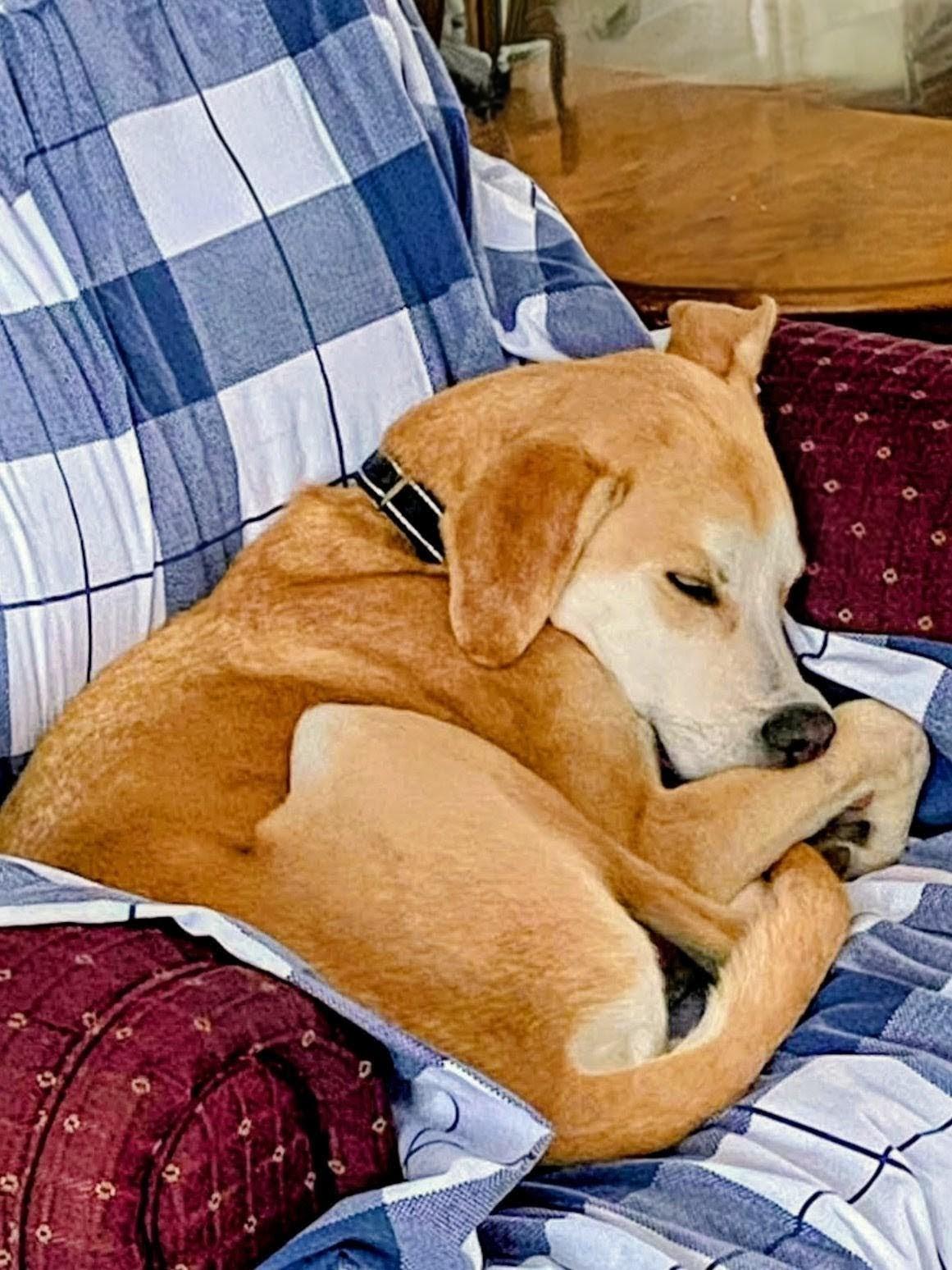 Enlarge Odie - In CT, a Adoptable mixed breed in Willington, CT image 2/6