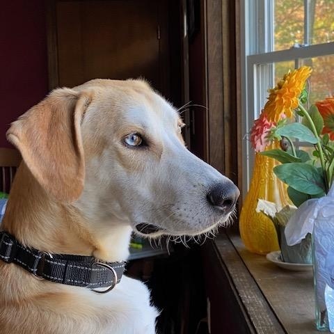 Odie - In CT, a Adoptable mixed breed in Willington, CT image 5/5