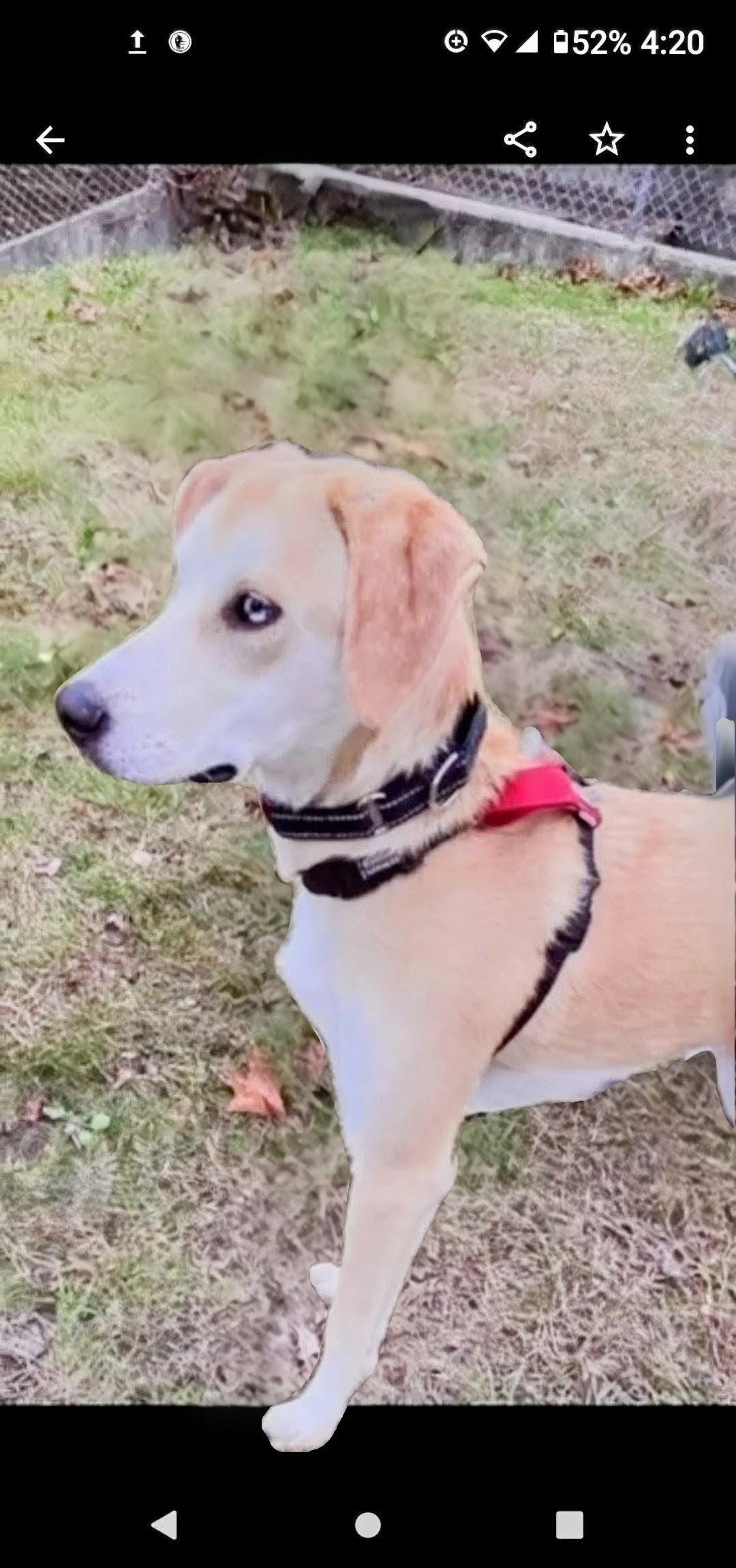 Odie - In CT, a Adoptable mixed breed in Willington, CT image 2/5