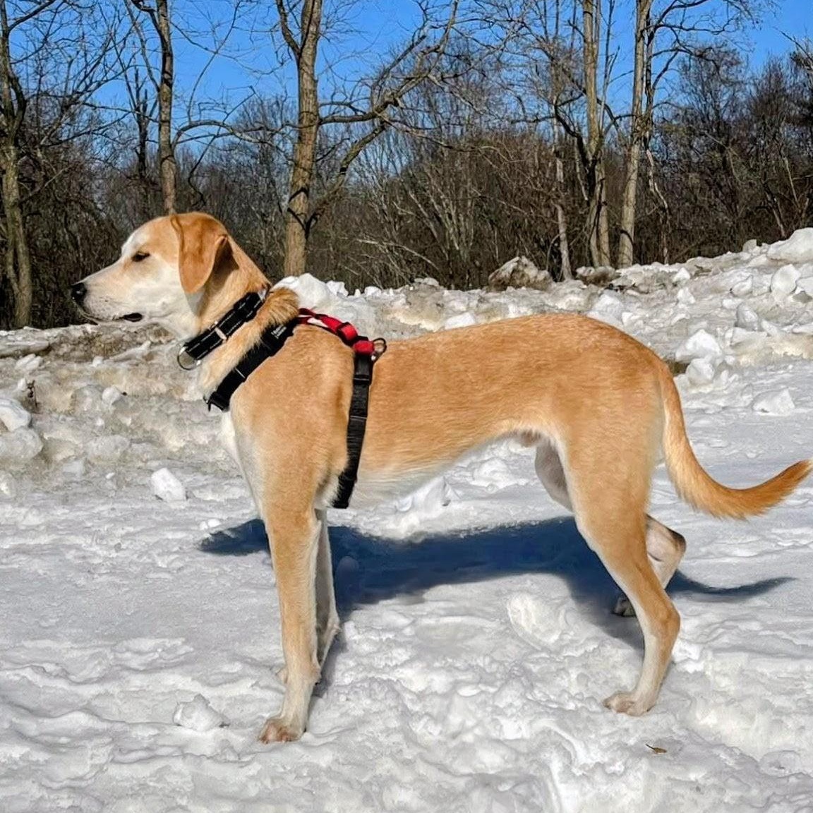 Odie - In CT, a Adoptable mixed breed in Willington, CT image 3/6