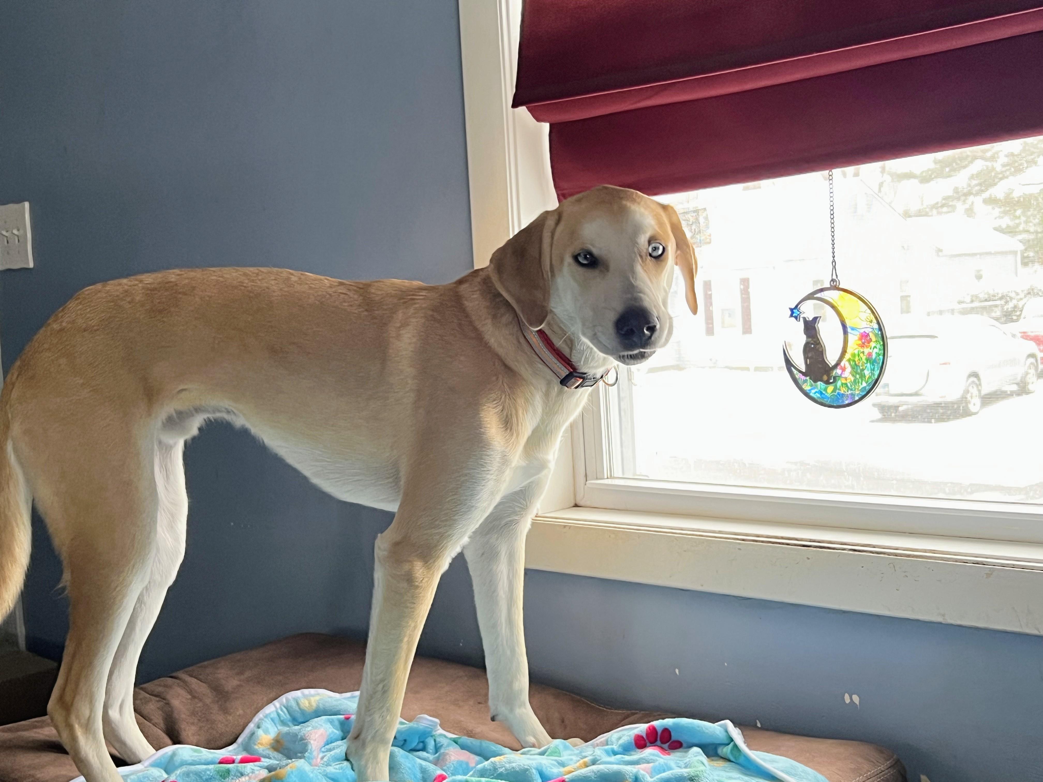 Odie - In CT, Adoptable, Young Male Yellow Labrador Retriever & Labrador Retriever.