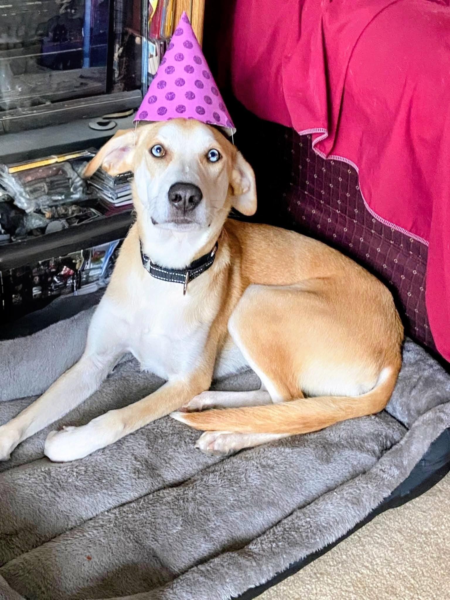 Odie - In CT, a Adoptable mixed breed in Willington, CT image 1/5