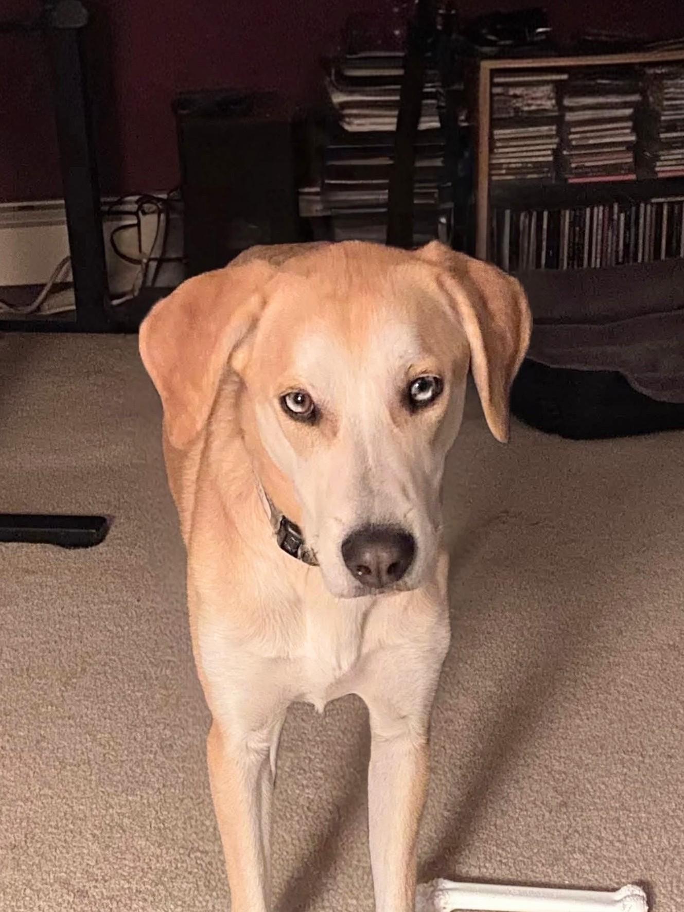 Enlarge Odie - In CT, a Adoptable mixed breed in Willington, CT image 3/6