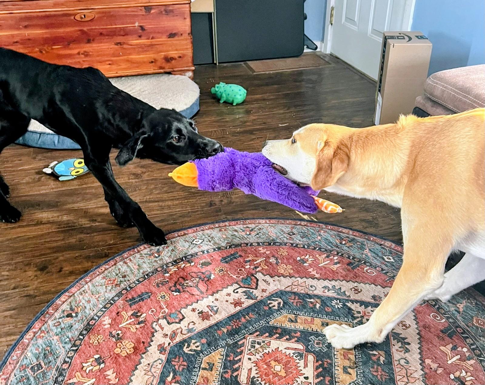 Odie  In Ct thumbnail 4