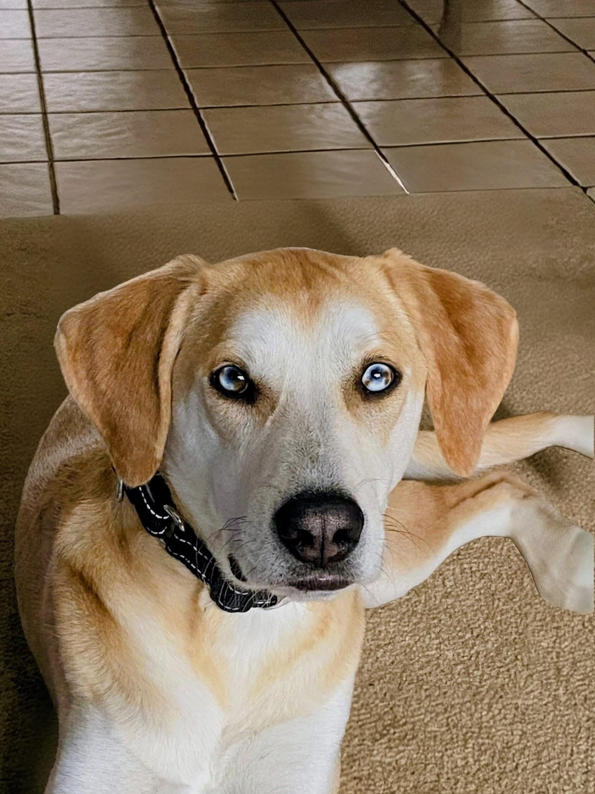 Enlarge Odie - In CT, a Adoptable mixed breed in Willington, CT image 3/6