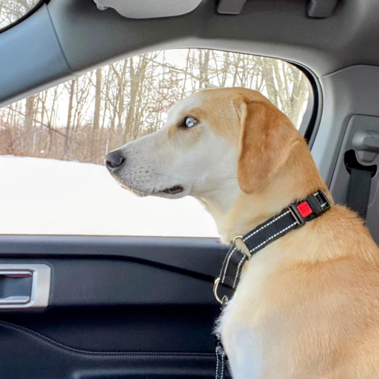 Odie - In CT, a Adoptable mixed breed in Willington, CT image 2/6