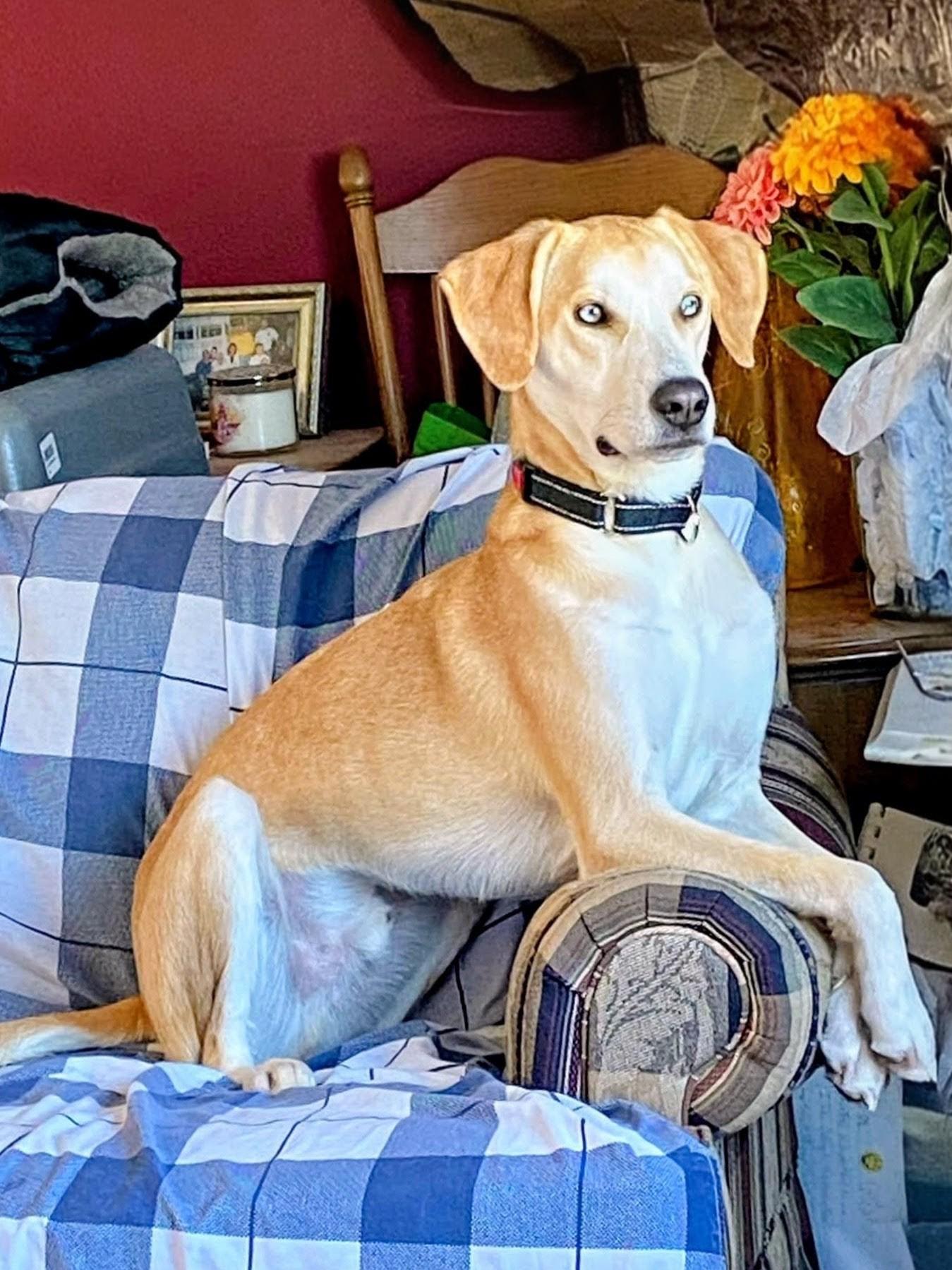 Odie - In CT, a Adoptable mixed breed in Willington, CT image 4/6