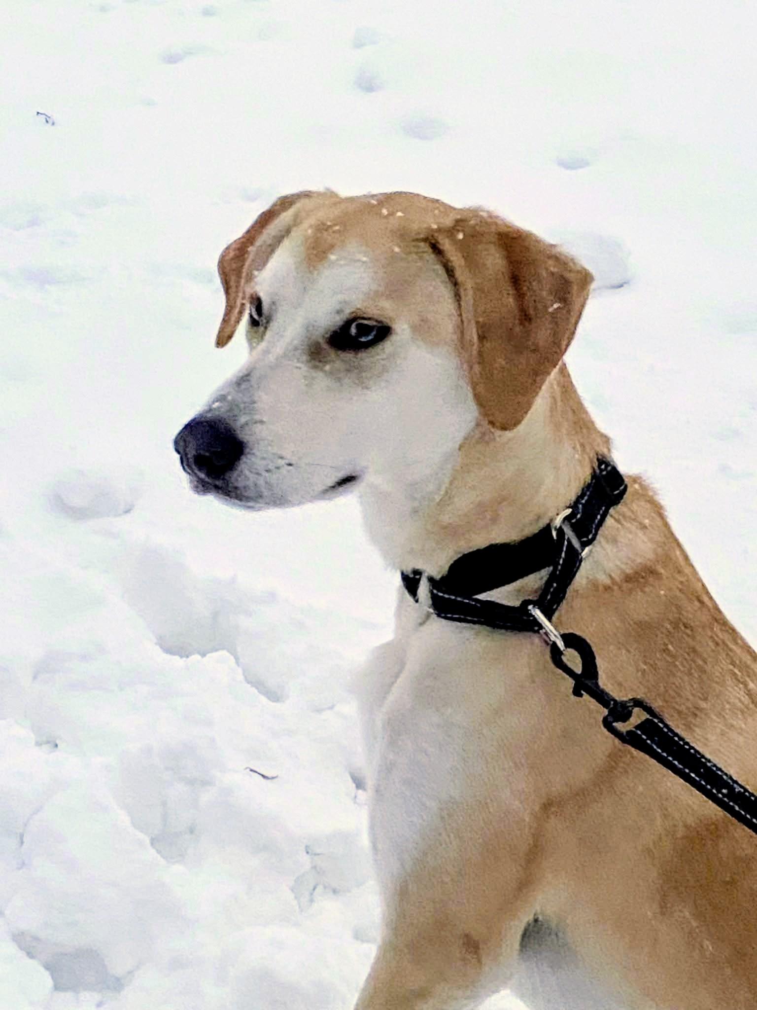 Odie  In Ct thumbnail 5