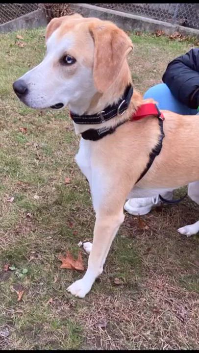 Enlarge Odie - In CT, a Adoptable mixed breed in Willington, CT video 4/5