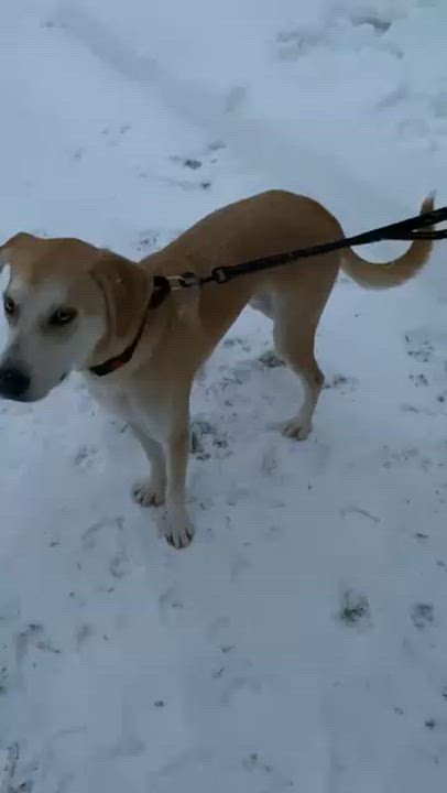 Enlarge Odie - In CT, a Adoptable mixed breed in Willington, CT video 6/6