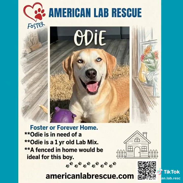 Enlarge Odie - In CT, a Adoptable mixed breed in Willington, CT video 6/6