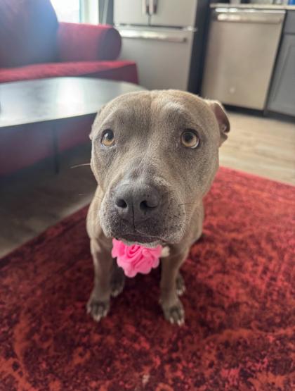 Anette, Adoptable, Adult Female Mixed Breed & Mixed Breed.