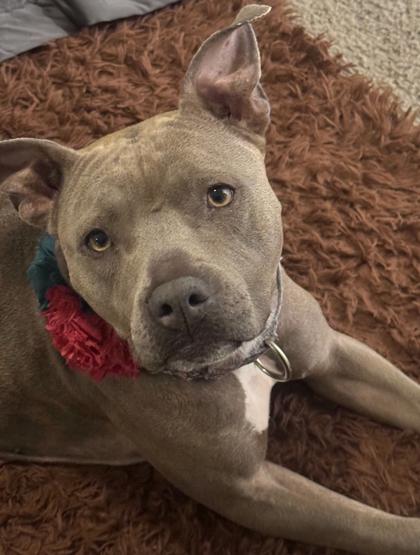 Enlarge Anette, a Adoptable mixed breed in Atlanta, GA image 2/3