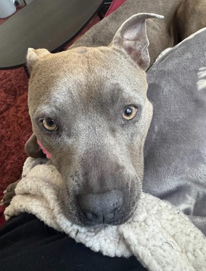 Enlarge Anette, a Adoptable mixed breed in Atlanta, GA image 3/3
