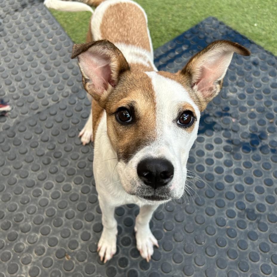 Biscotti, Adopted, Puppy Male Mixed Breed.