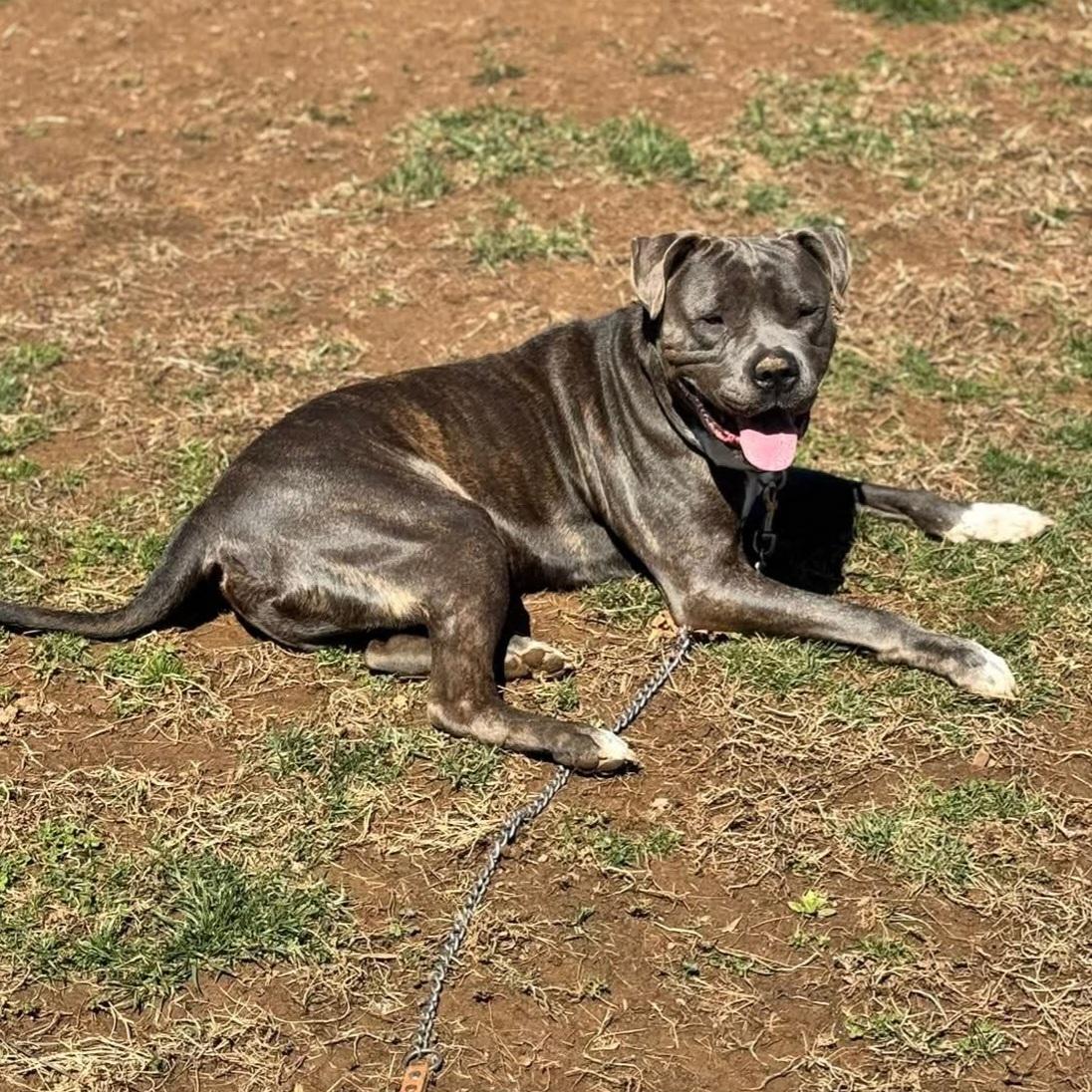 Enlarge Hamilton, an adoptable mixed breed in Phoenixville, PA image 2/6