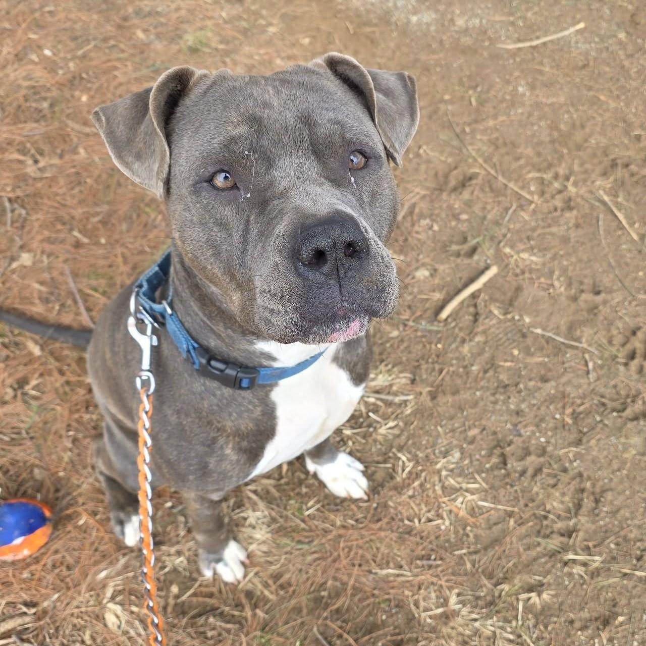 Enlarge Hamilton, an adoptable mixed breed in Phoenixville, PA image 3/6