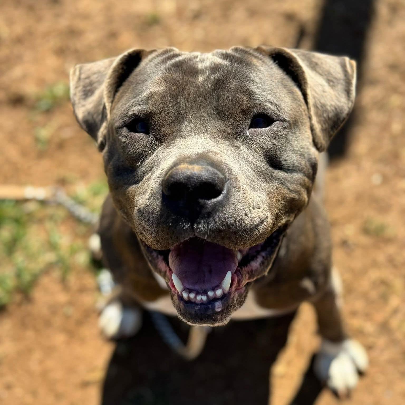 Hamilton, adoptable, Adult Male American Staffordshire Terrier.