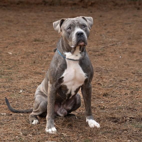 Hamilton, adoptable, Adult Male American Staffordshire Terrier.