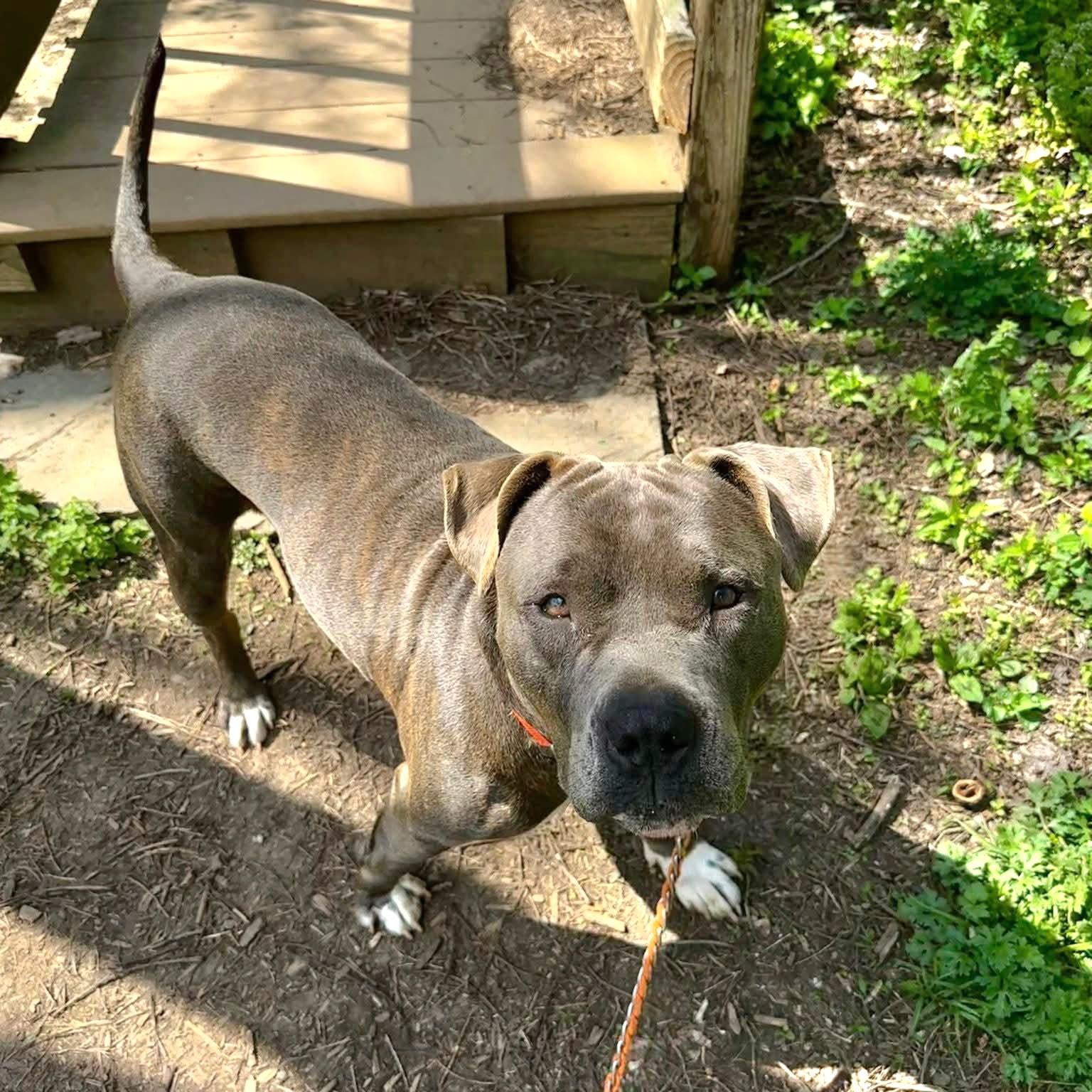 Enlarge Hamilton, an adoptable mixed breed in Phoenixville, PA image 2/6