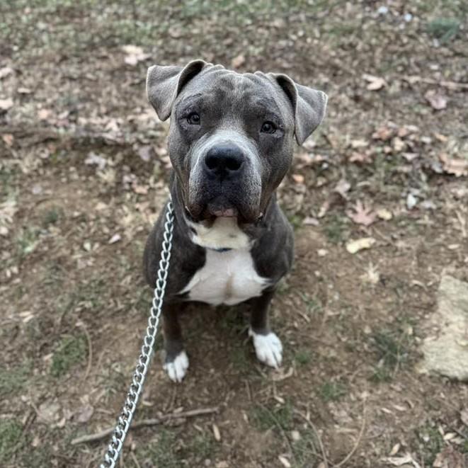 Enlarge Hamilton, an adoptable mixed breed in Phoenixville, PA image 5/6