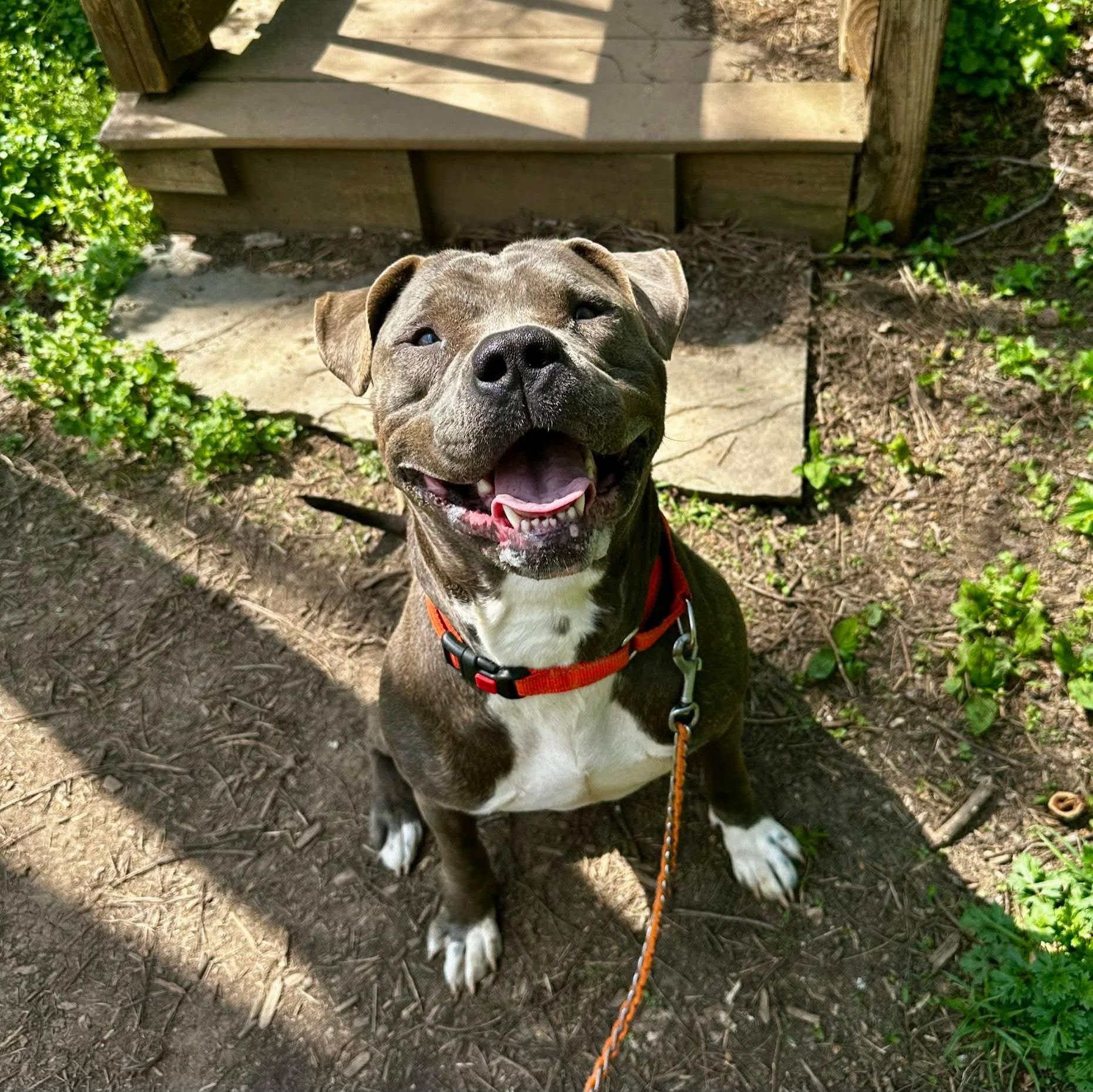 Enlarge Hamilton, an adoptable mixed breed in Phoenixville, PA image 1/6