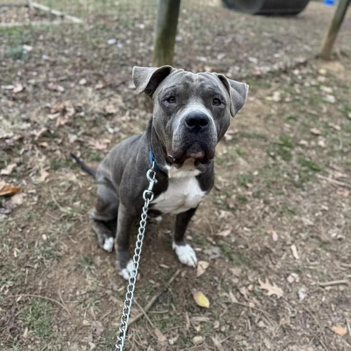 Enlarge Hamilton, an adoptable mixed breed in Phoenixville, PA image 6/6