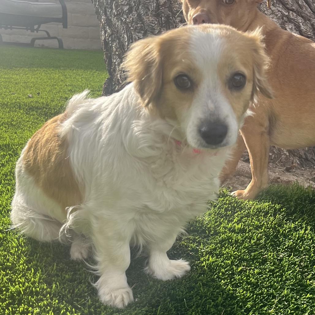 Magdalena, an adoptable Spaniel in Las Vegas, NV, 89128 | Photo Image 1