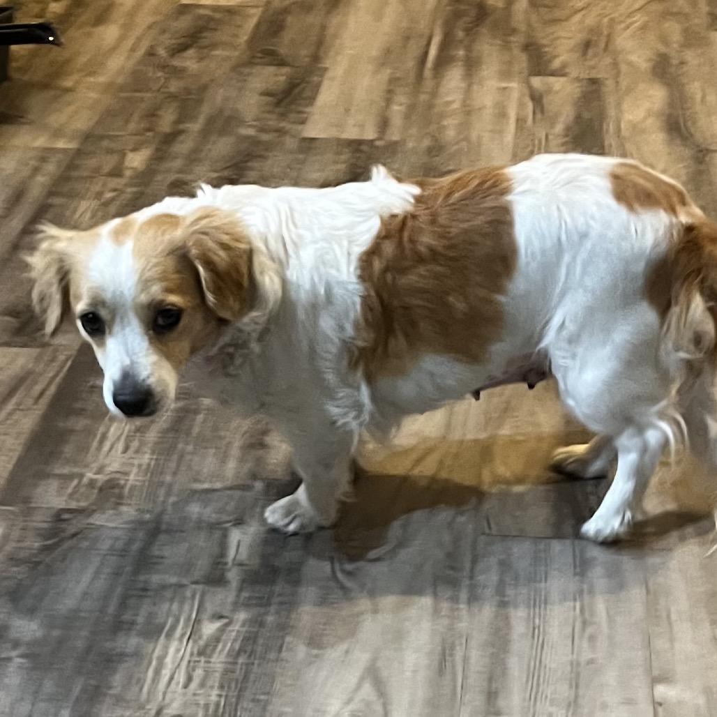 Magdalena, an adoptable Spaniel in Las Vegas, NV, 89128 | Photo Image 2