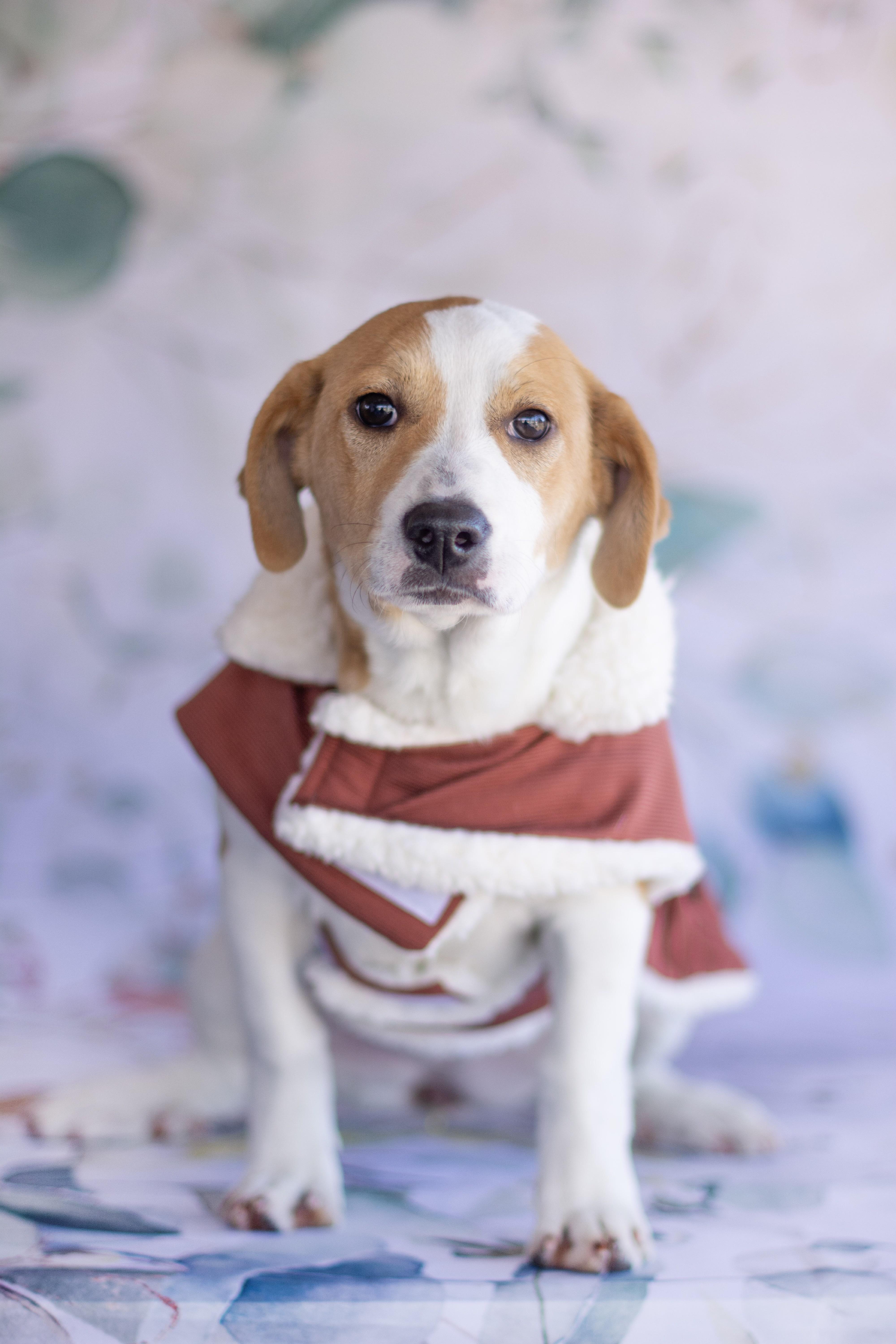 Enlarge Emerald , a ADOPTABLE mixed breed in Indianapolis, IN image 1/1