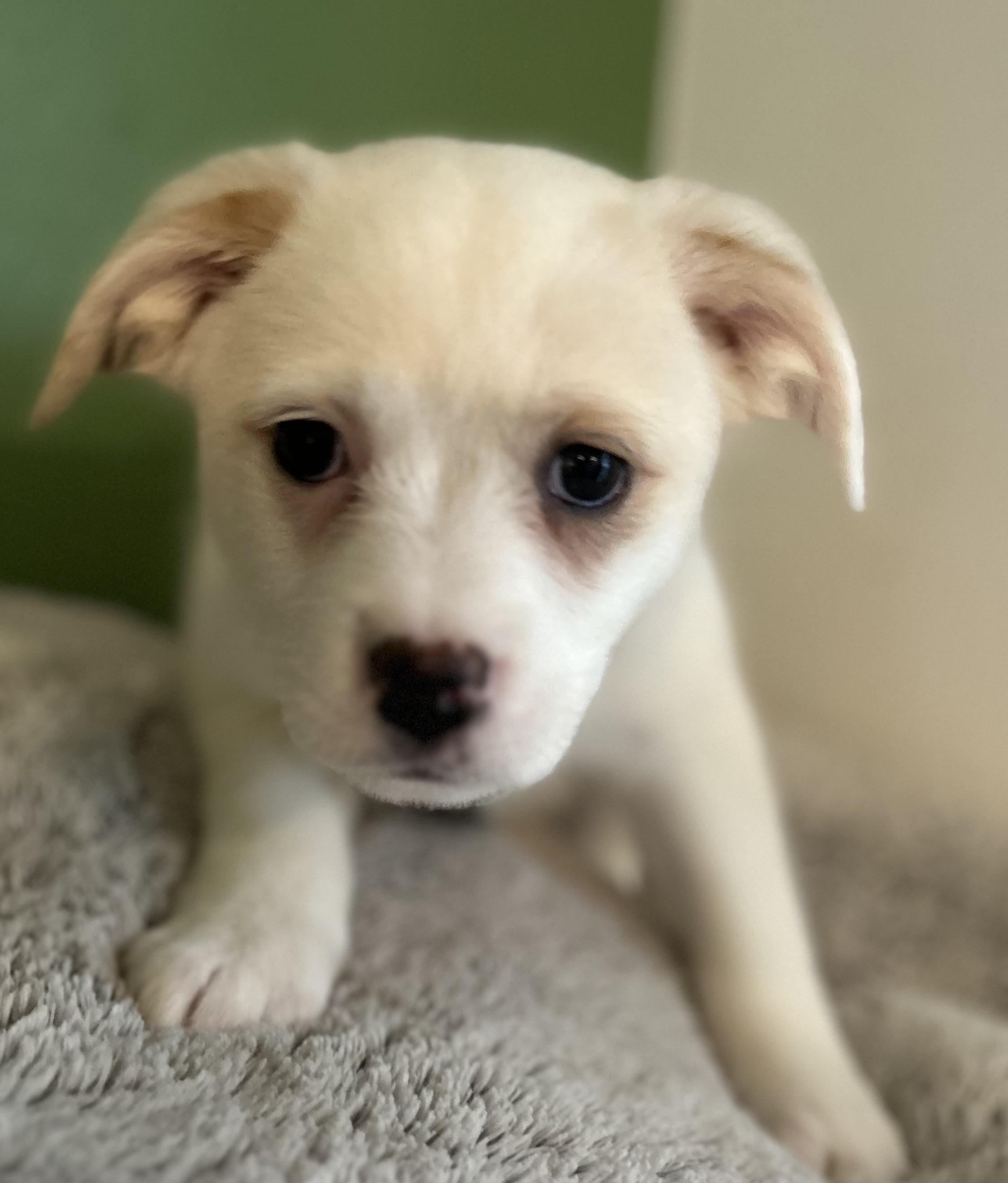 Enlarge Joy, a ADOPTABLE mixed breed in Tigard, OR image 2/5