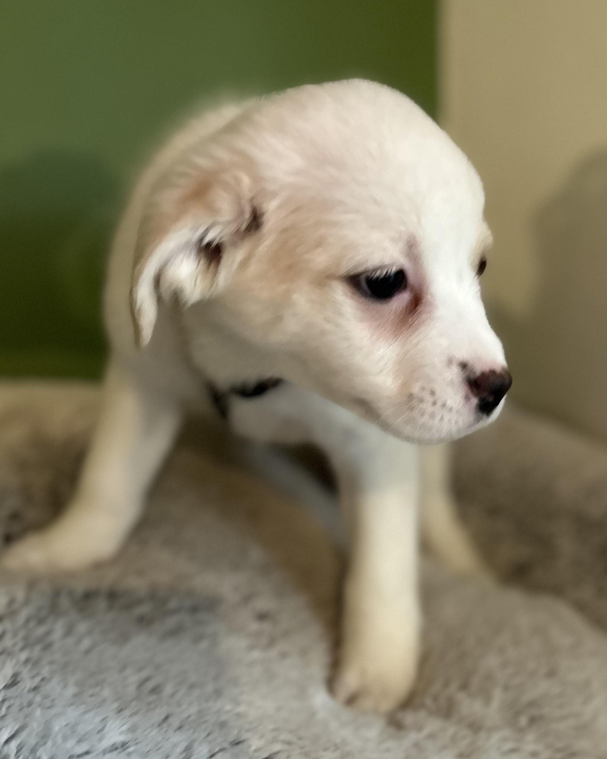 Enlarge Joy, a ADOPTABLE mixed breed in Tigard, OR image 3/5