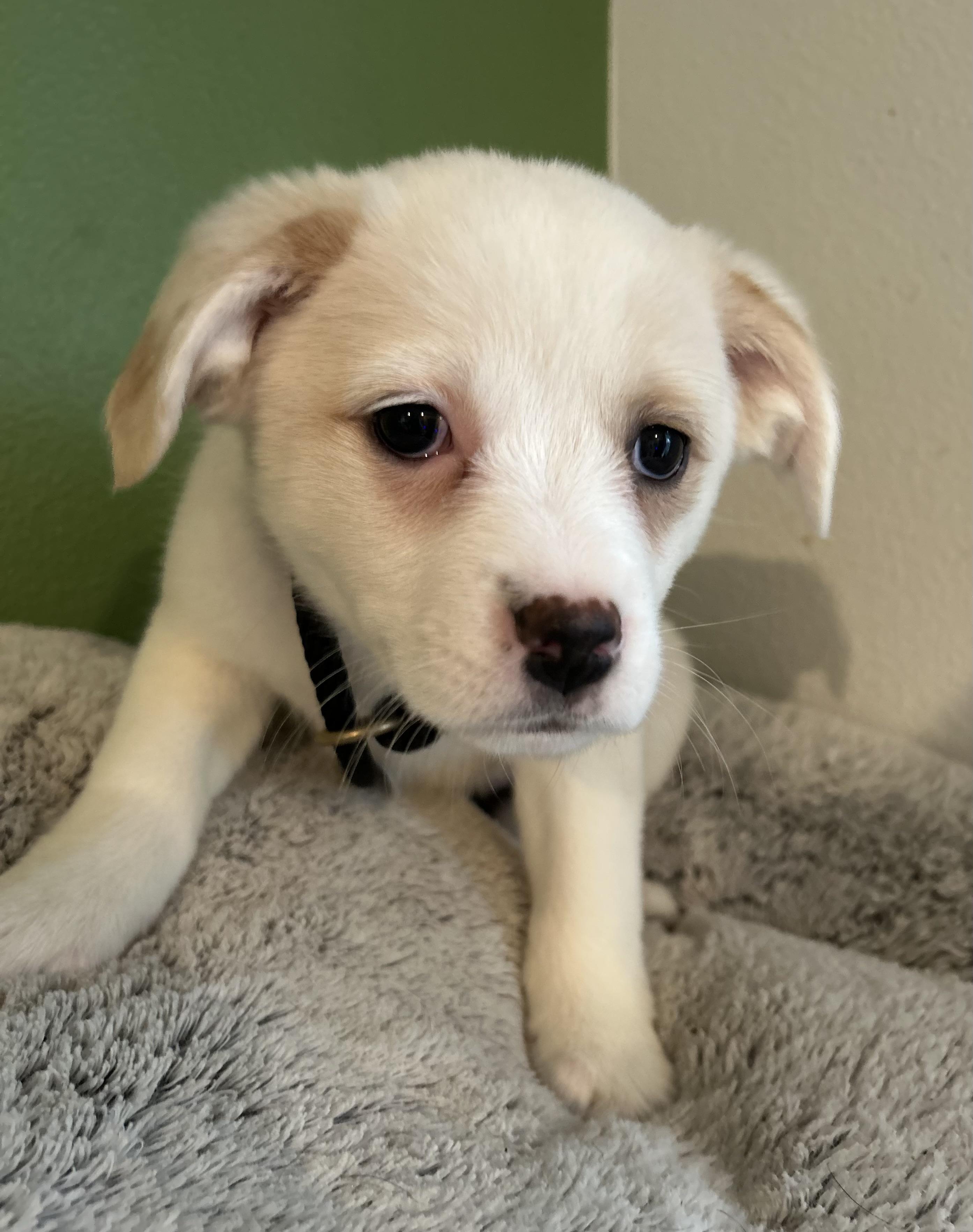 Enlarge Joy, a ADOPTABLE mixed breed in Tigard, OR image 4/5
