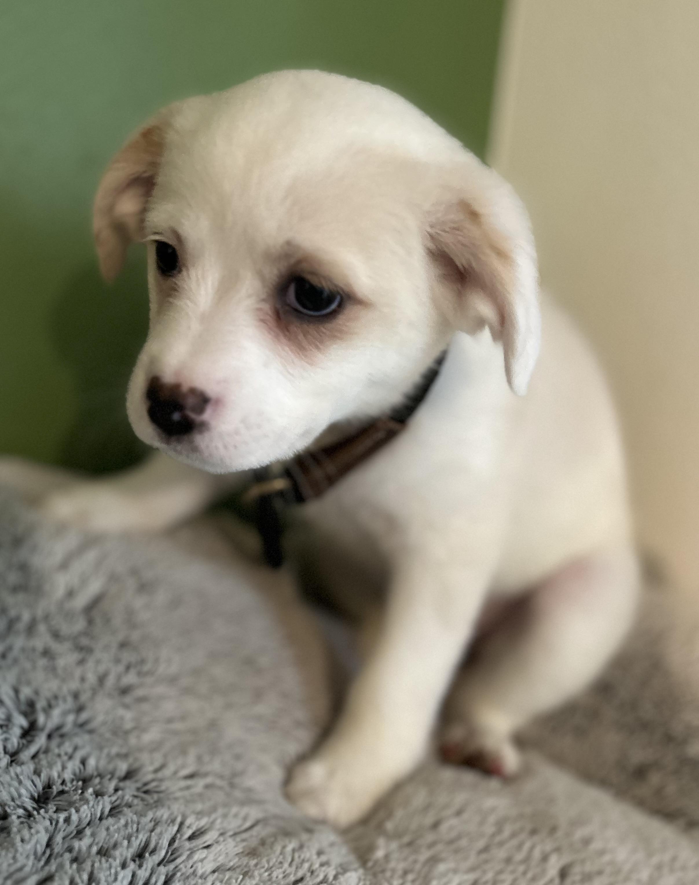 Enlarge Joy, a ADOPTABLE mixed breed in Tigard, OR image 5/5