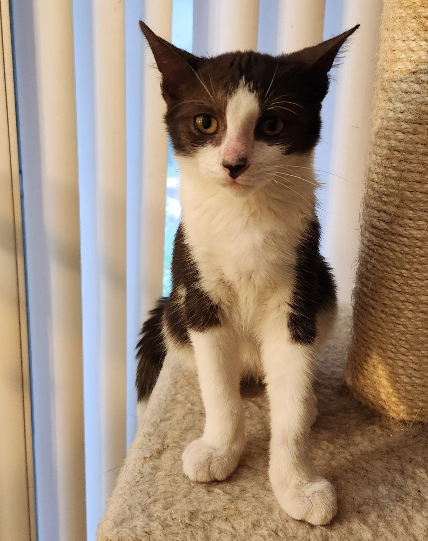 Georgie, a ADOPTABLE Tuxedo in Linden, NJ image 5/6
