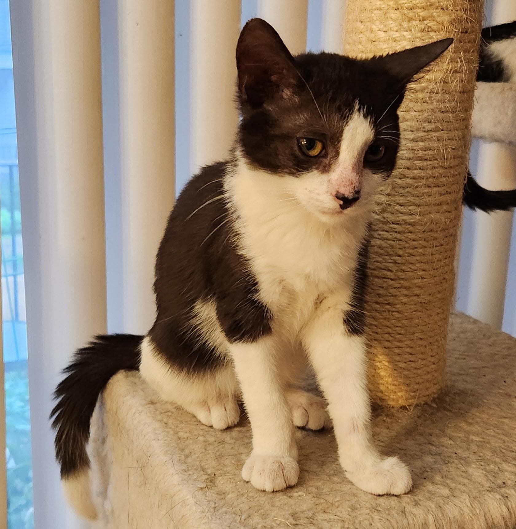 Georgie, a ADOPTABLE Tuxedo in Linden, NJ image 4/6