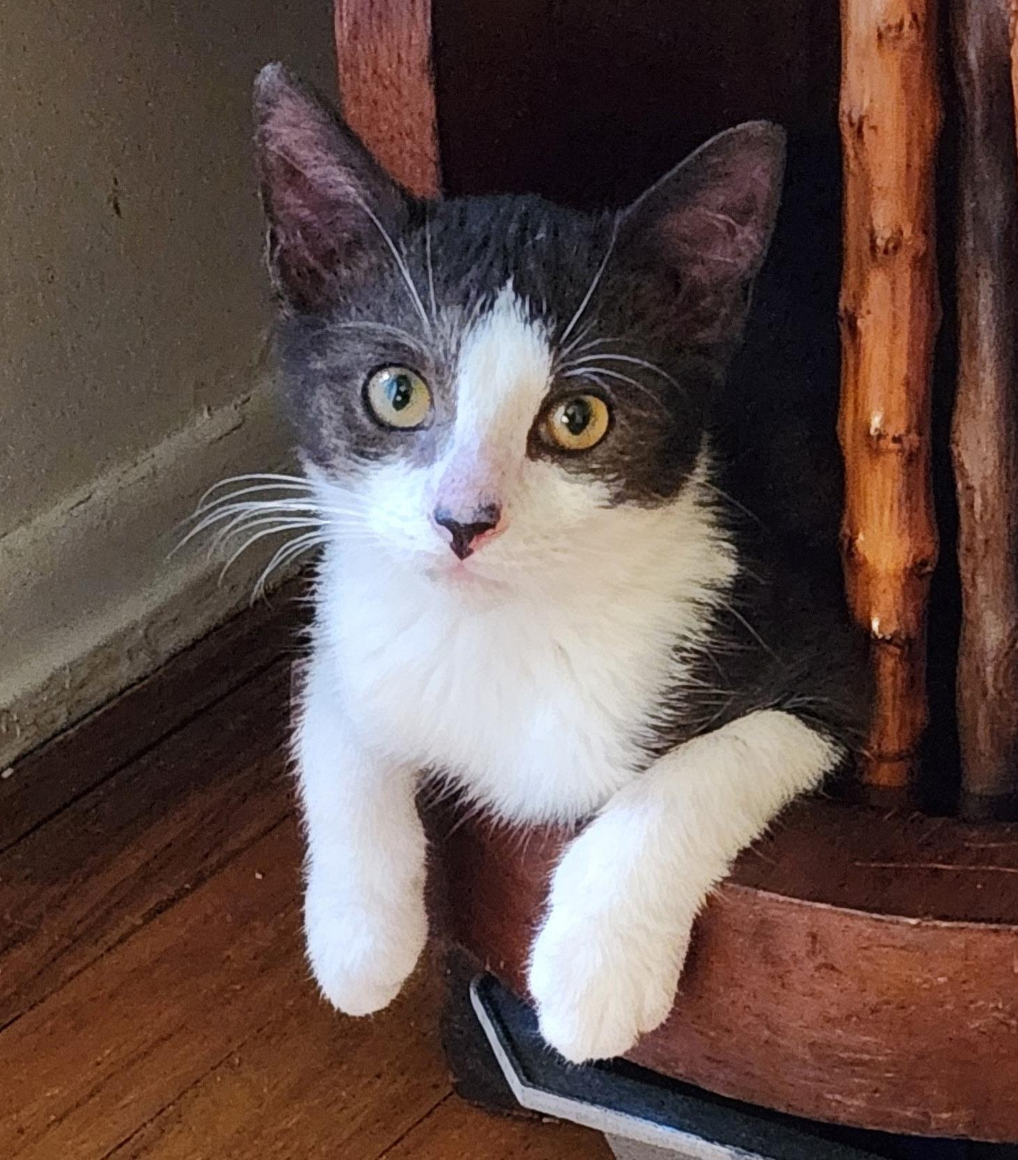 Georgie, ADOPTABLE, Kitten Male Tuxedo.
