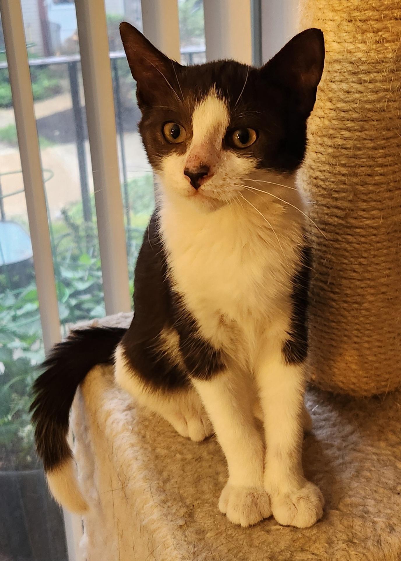 Georgie, a ADOPTABLE Tuxedo in Linden, NJ image 3/6