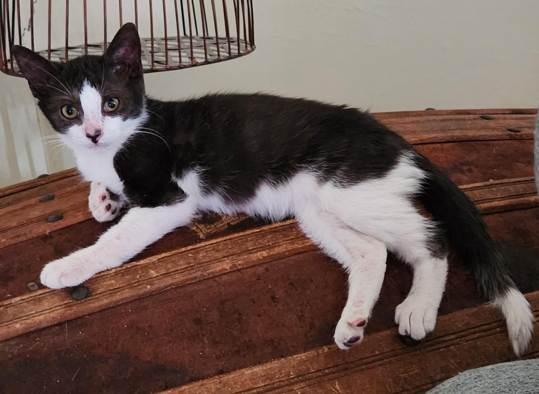 Georgie, a ADOPTABLE Tuxedo in Linden, NJ image 2/6