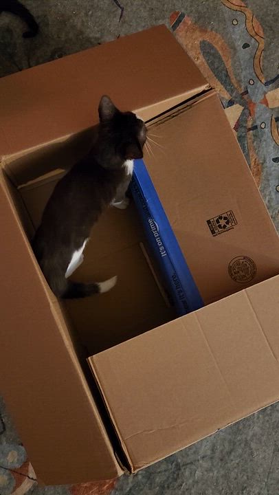 Enlarge Georgie, a ADOPTABLE Tuxedo in Linden, NJ video 6/6