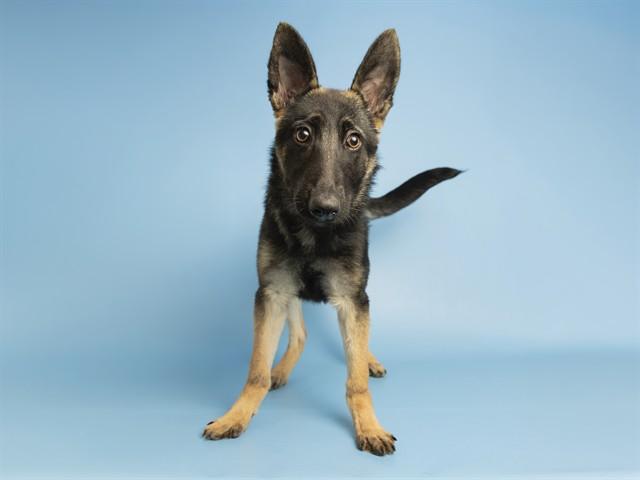JOANN, Adoptable, Puppy Female German Shepherd Dog.