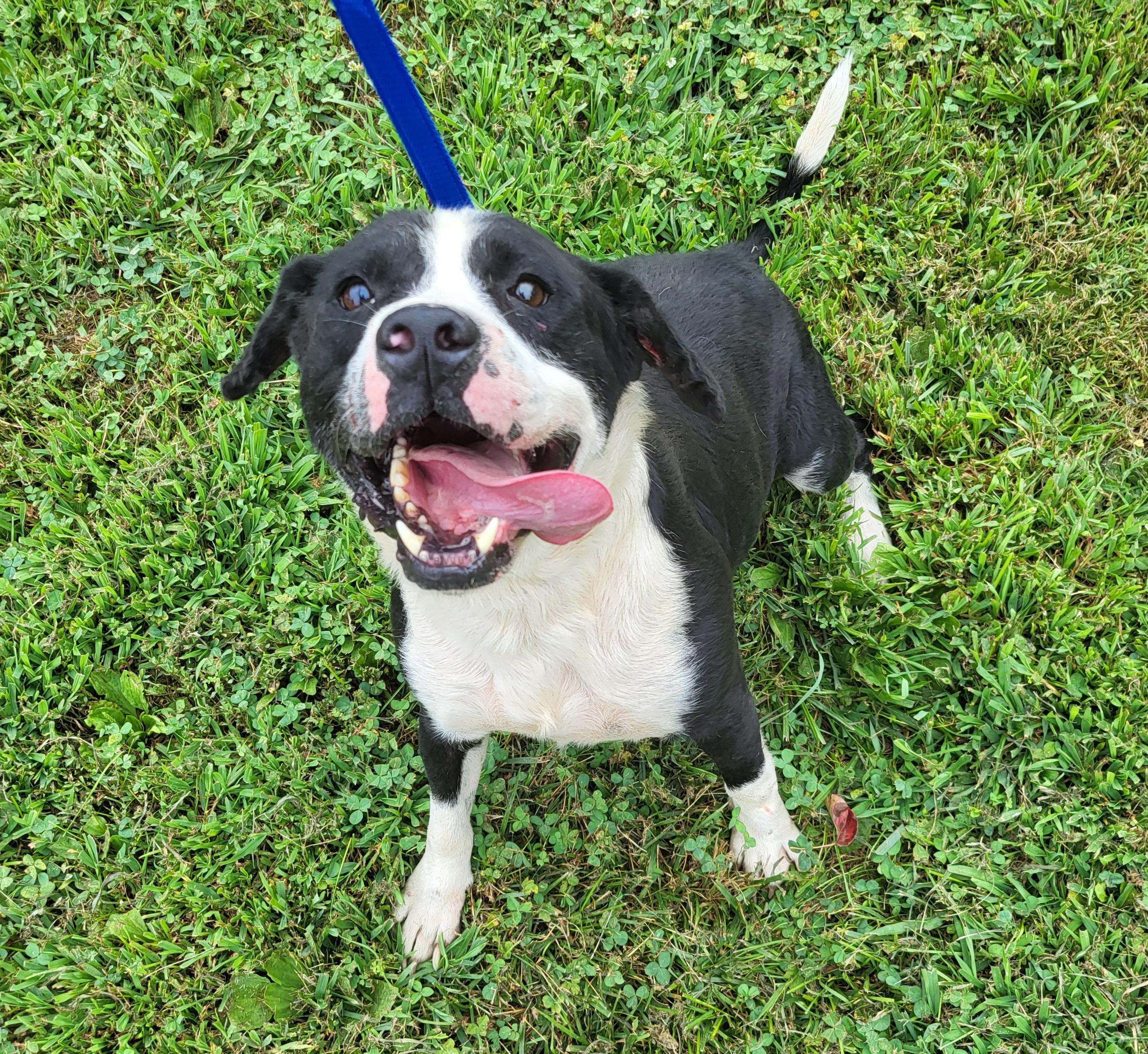 Enlarge AJ, a Adoptable mixed breed in Collinsville, IL image 1/1